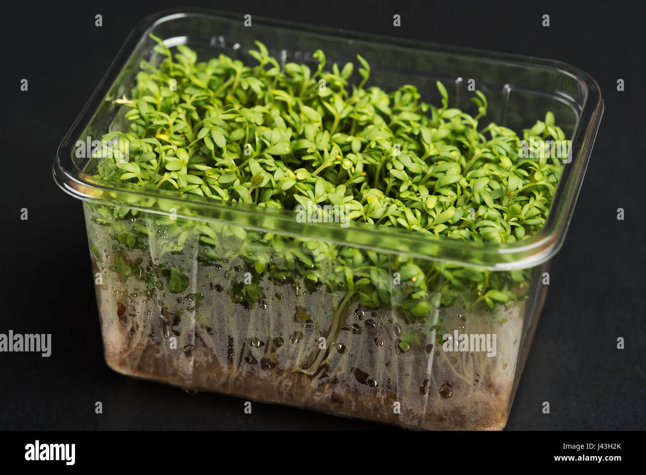 Plastic box with fresh and tasty cress or garden cress shoots. The ...