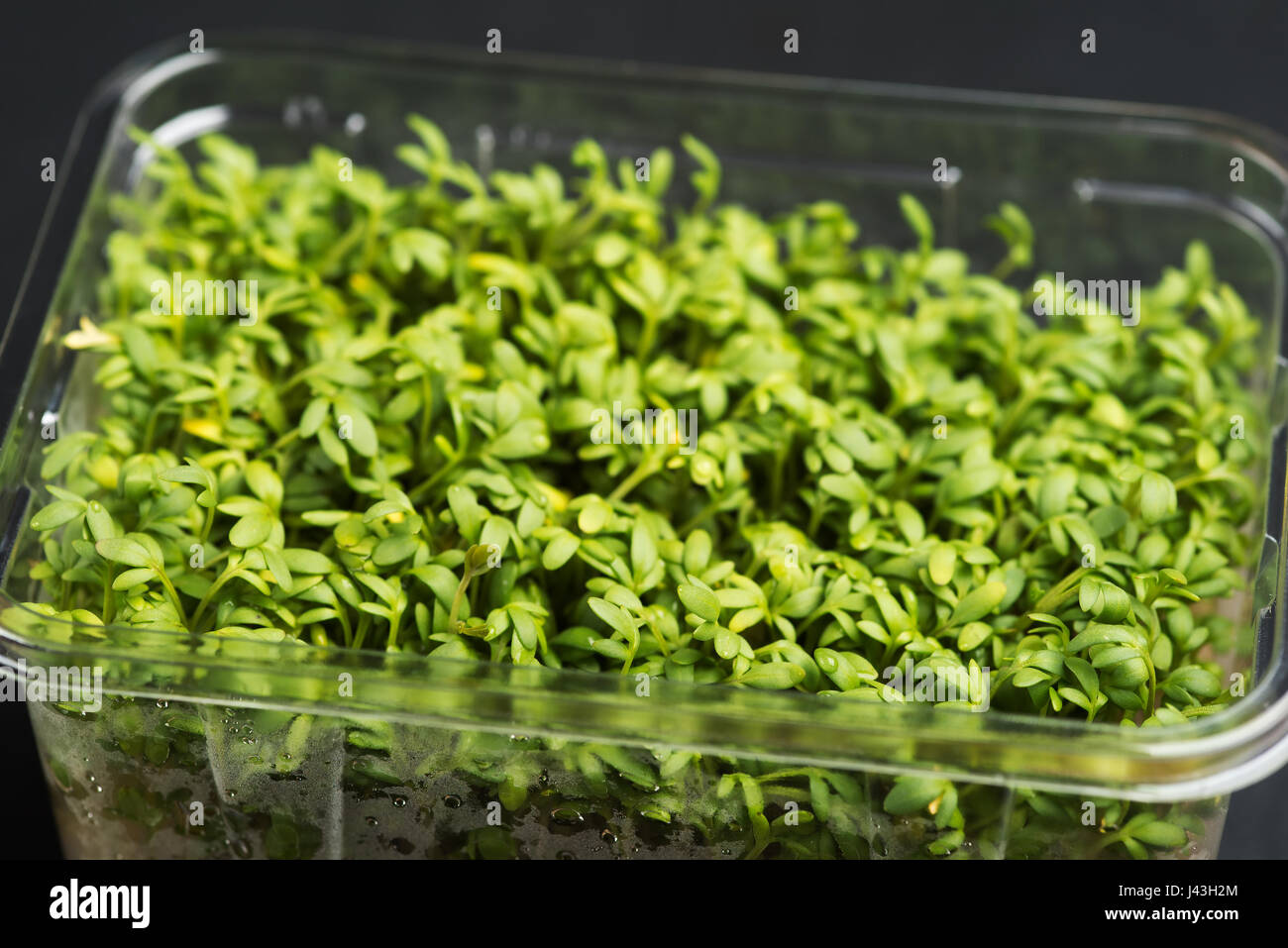 The mustard seed garden hi-res stock photography and images - Alamy