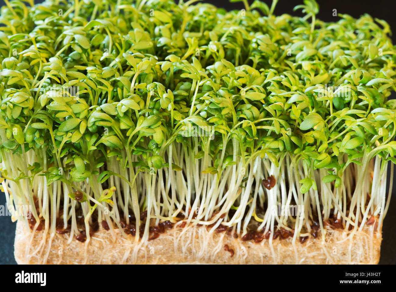 Fresh and tasty cress or garden cress shoots growing on hydroponics substrate as found inside box bought at local store. Stock Photo