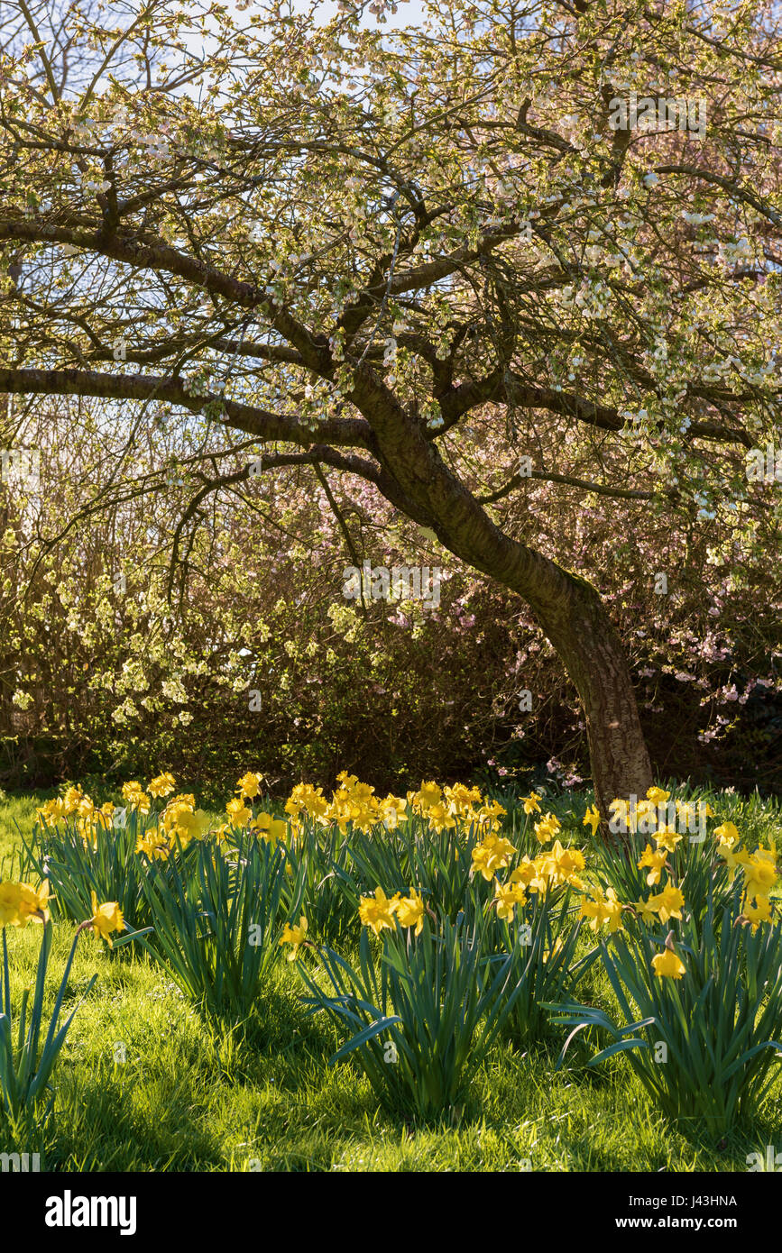 Growing under tree hires stock photography and images Alamy