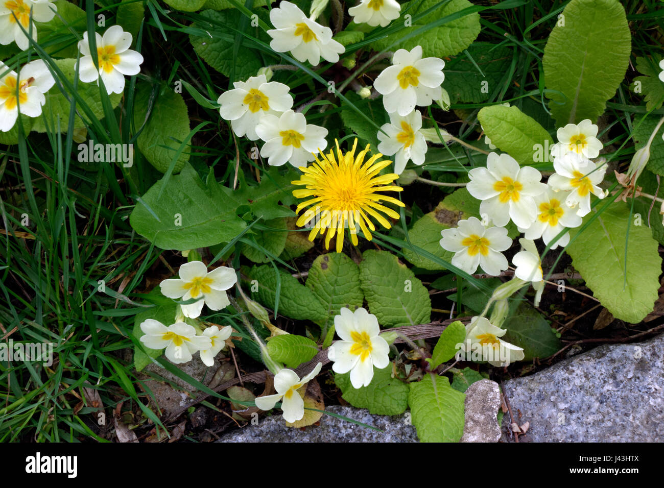 Primrose and Dandelion, Primula vulgaris and Taraxacum. Stock Photo