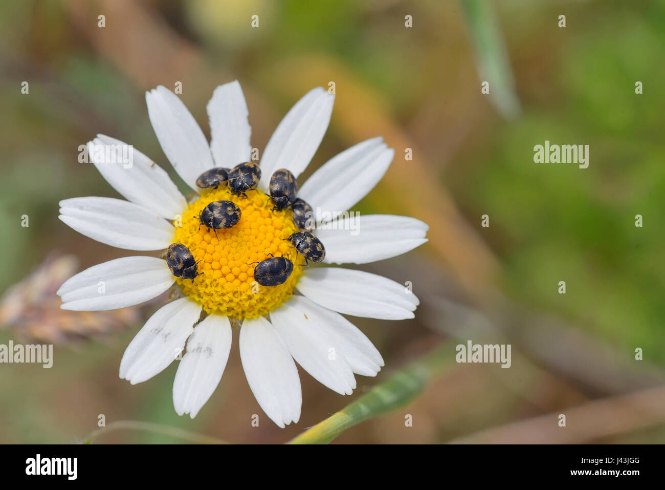 Details of chamomile flower and small bugs Stock Photo Alamy