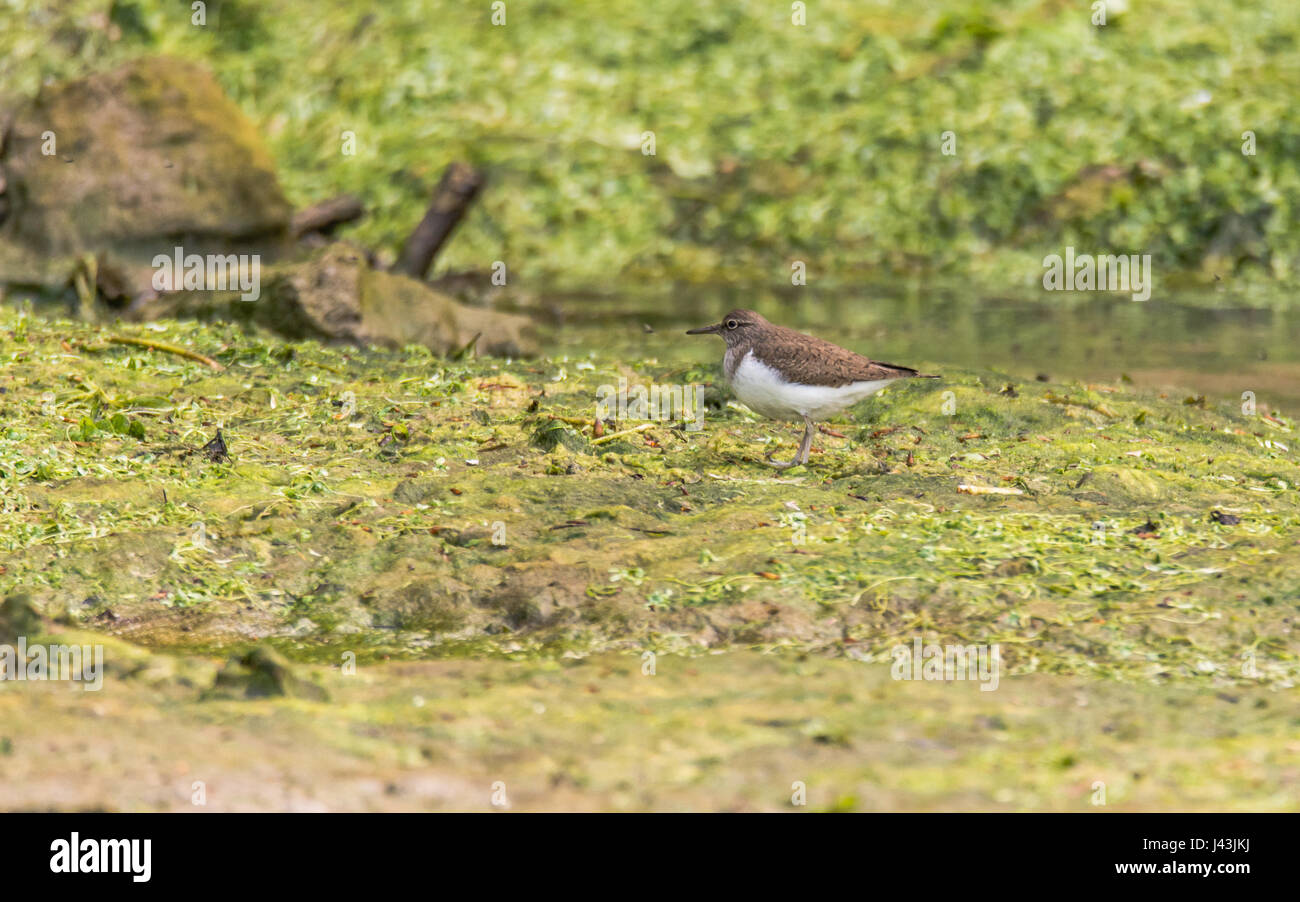 Common sandpiper (Actitis hypoleucos) on mud. Small brown and white wading bird in the family Scolopacidae, moving north during spring passage Stock Photo