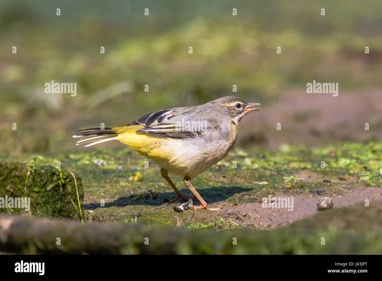 Grey wagtail (Motacilla cinerea) fledgling calling. Juvenile bird in the family Motacillidae, calling to parent for feeding Stock Photo
