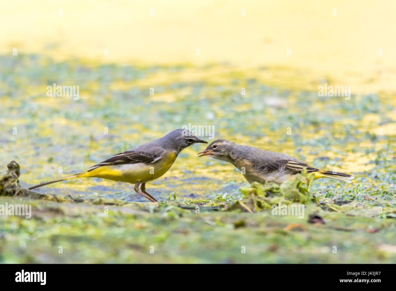 Grey wagtail (Motacilla cinerea) adult with fledgling. Colourful female bird in the family Motacillidae, feeding invertebrates to hungry chick Stock Photo