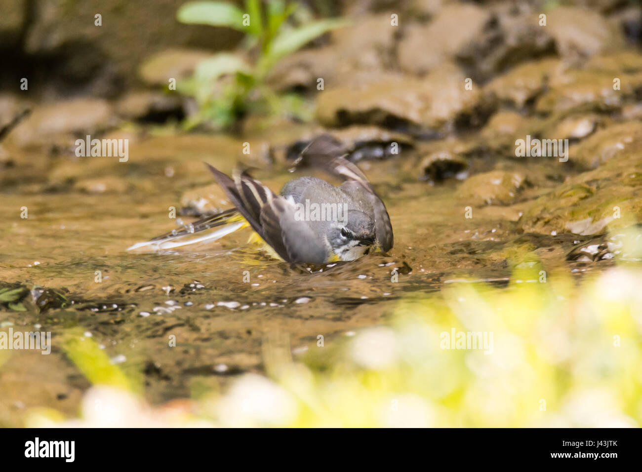 Grey wagtail (Motacilla cinerea) bathing in stream. Colourful female bird in the family Motacillidae, taking a bath in shallow water Stock Photo