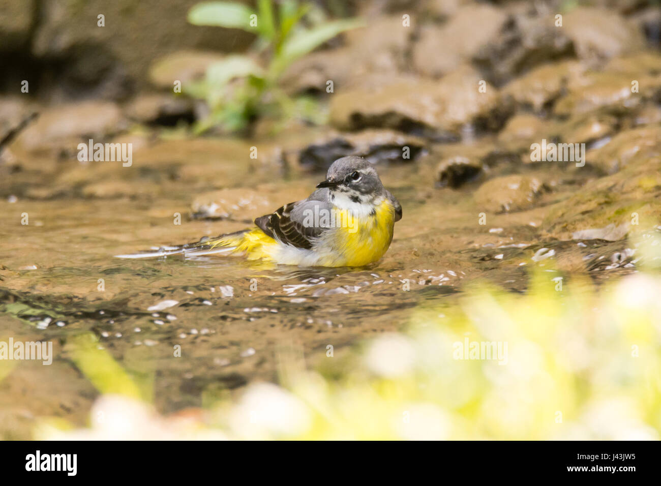 Grey wagtail (Motacilla cinerea) bathing in stream. Colourful female bird in the family Motacillidae, taking a bath in shallow water Stock Photo