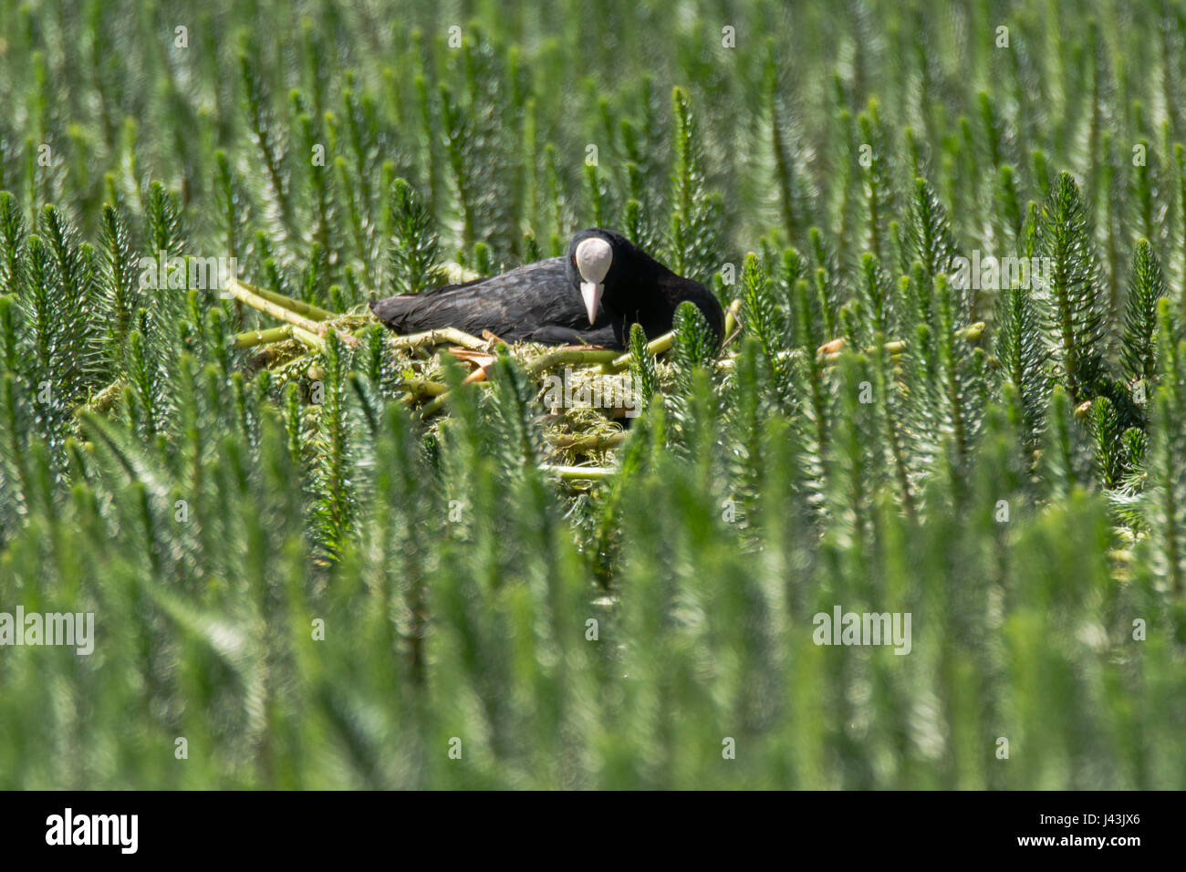 Coot (Fulica atra) sitting on nest amongst aquatic vegetation. Black water bird in the family Rallidae on nest constructed of plant material Stock Photo