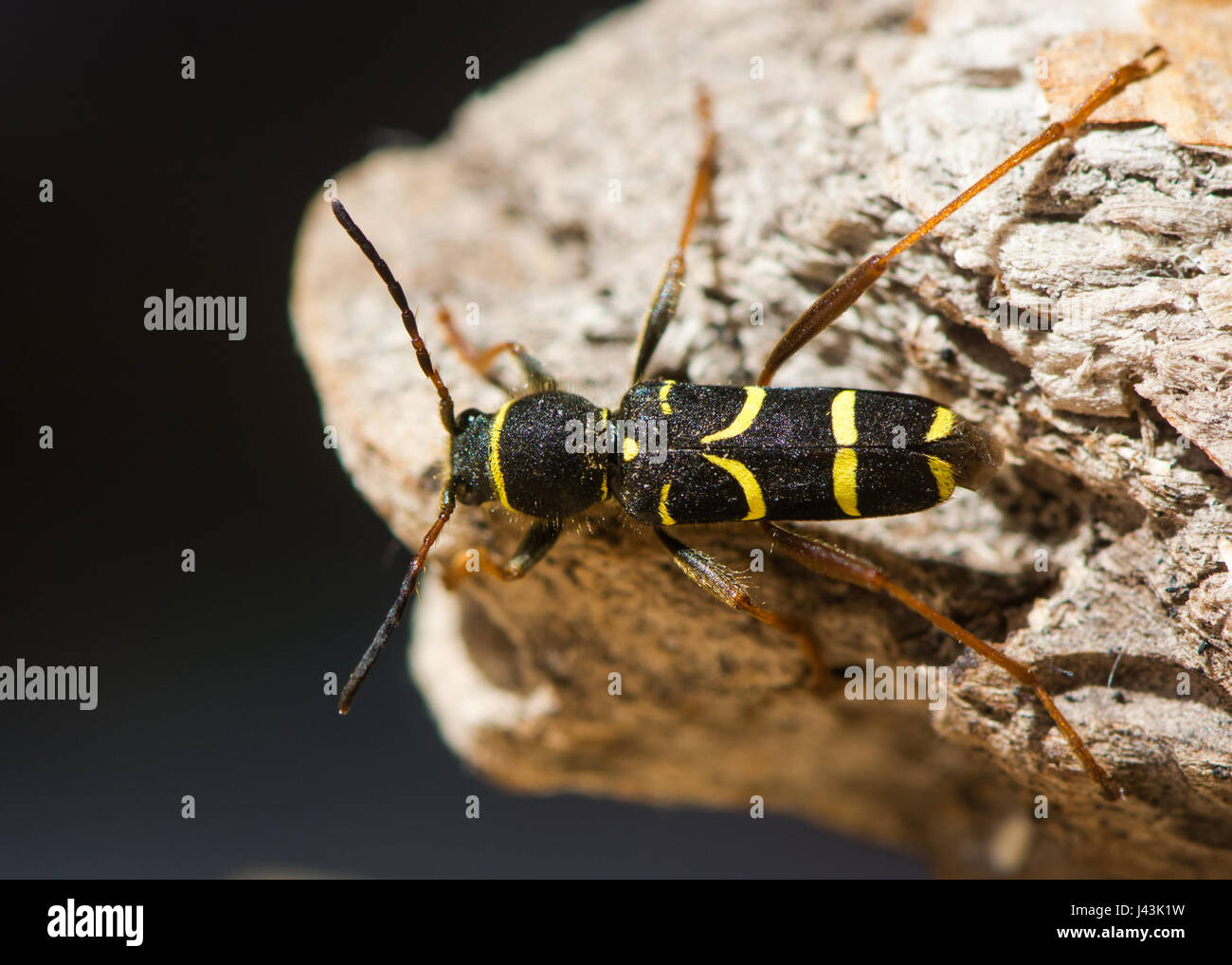 Wasp beetle (Clytus arietis). A striking yellow and black wasp mimic in the family Cerambycidae, displaying Batesian mimicry Stock Photo