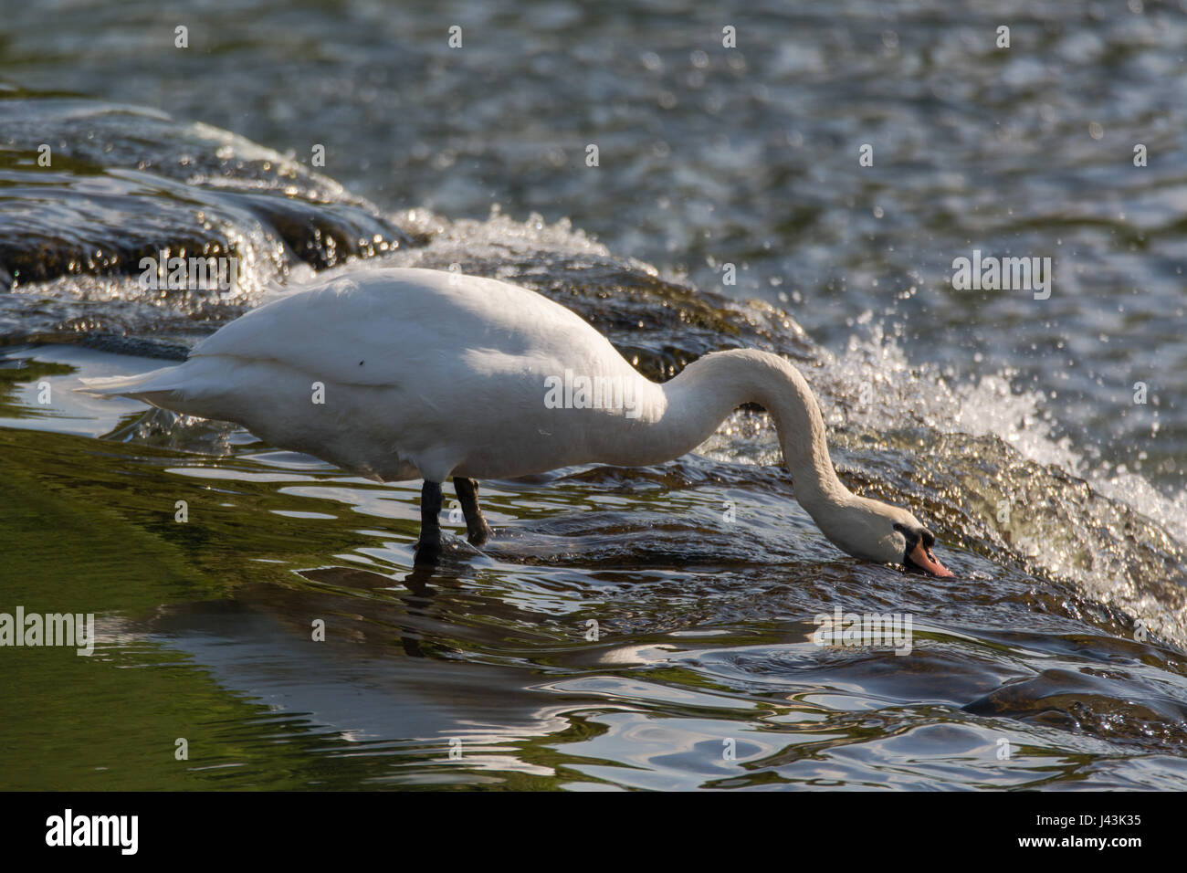 Mute swan (Cygnus olor) feeding on top of waterfall. Large male bird foraging for invertebrates in fast flowing water on weir of River Avon, UK Stock Photo