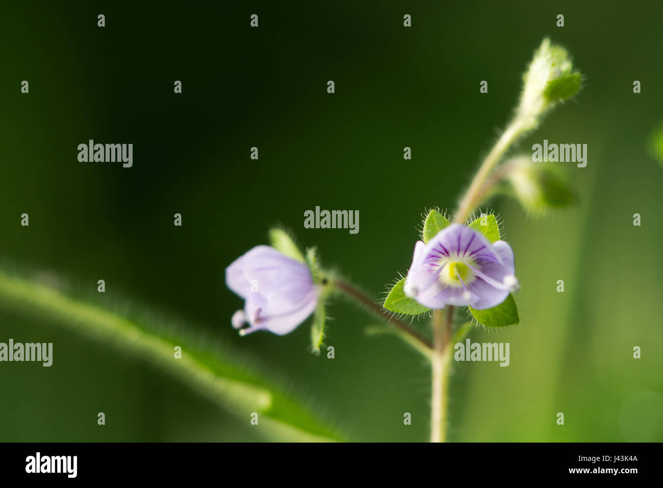 Wood speedwell (Veronica montana) in flower. Blue flower of plant in the family Plantaginaceae, distinguished by hairs all around the stem Stock Photo