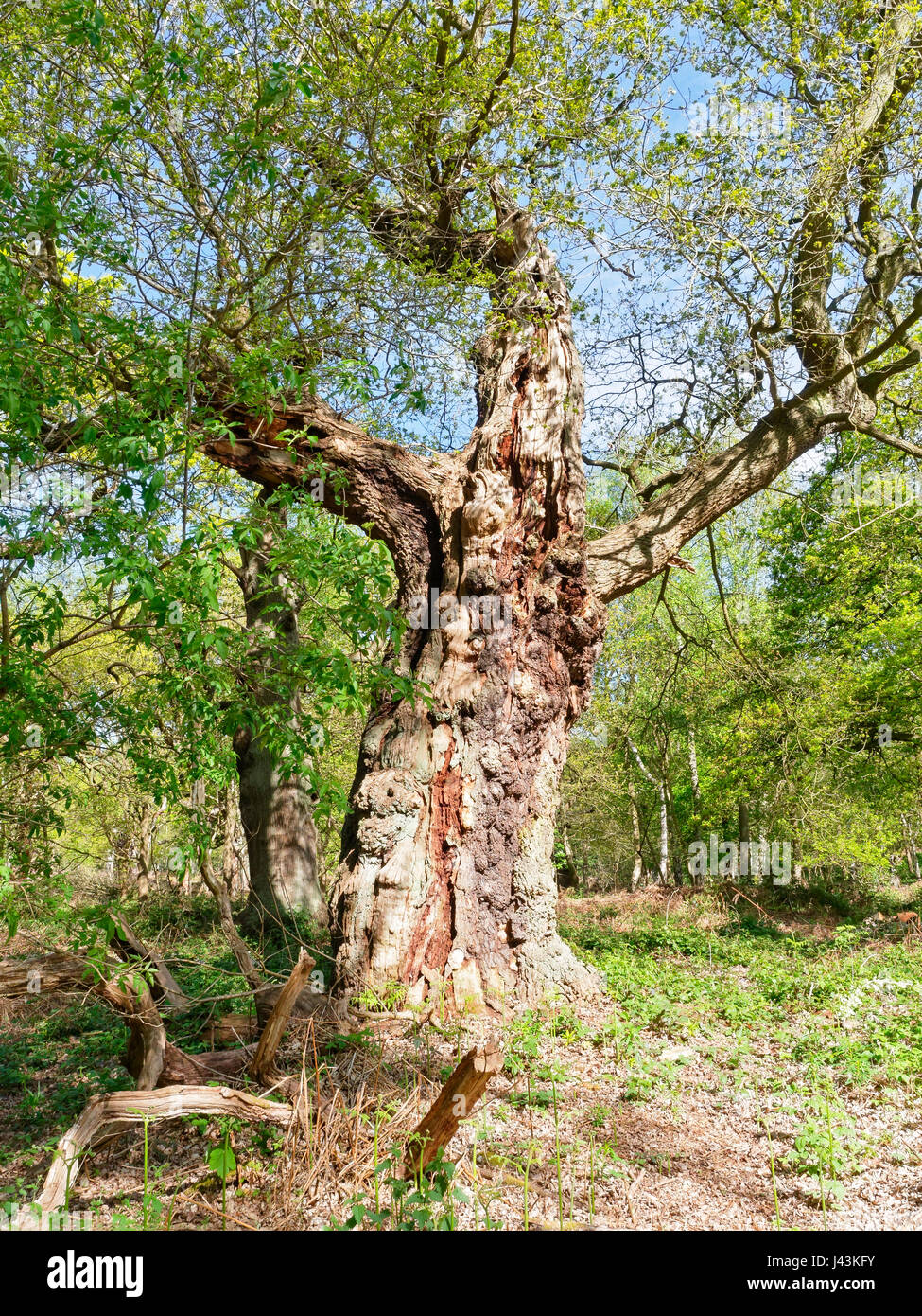 In a forest clearing a tall ancient oak tree stands in bright sunlight Stock Photo Alamy