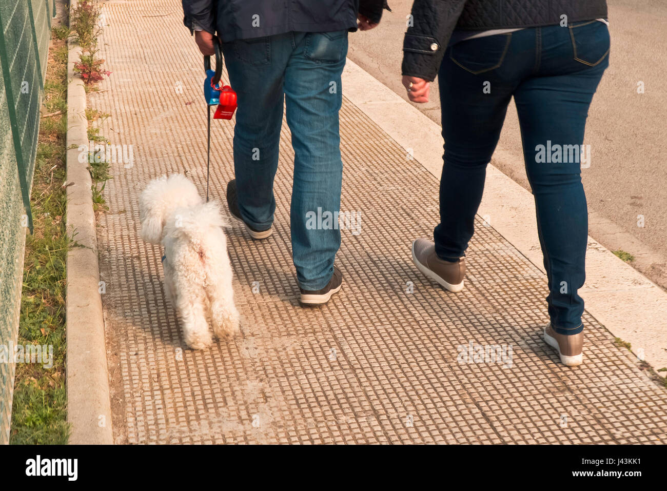 White poodle with his owners were walking on the city sidewalk. Stock Photo