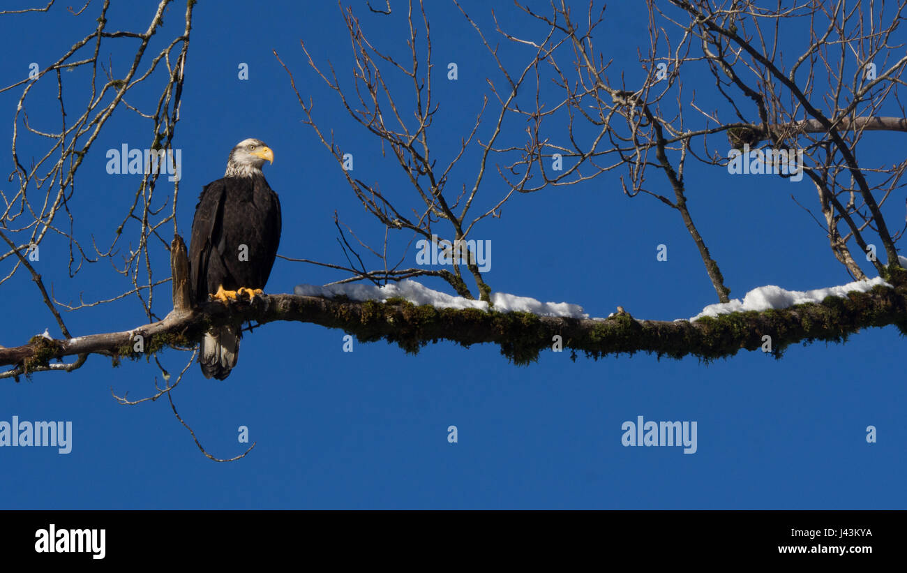 Juvenile bald eagle in Canada. Stock Photo