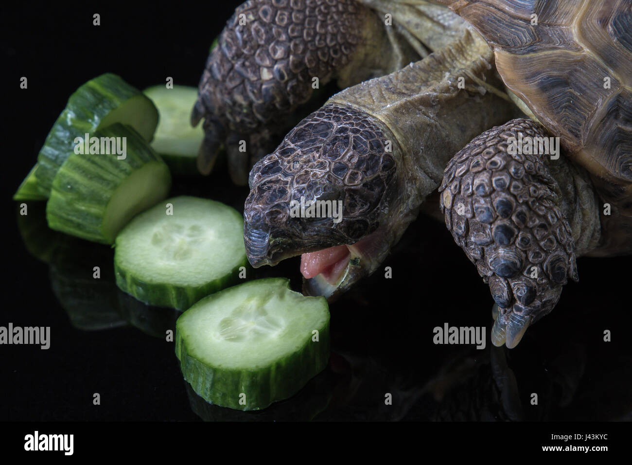 Tortoise angirly feasting on cucumber Stock Photo