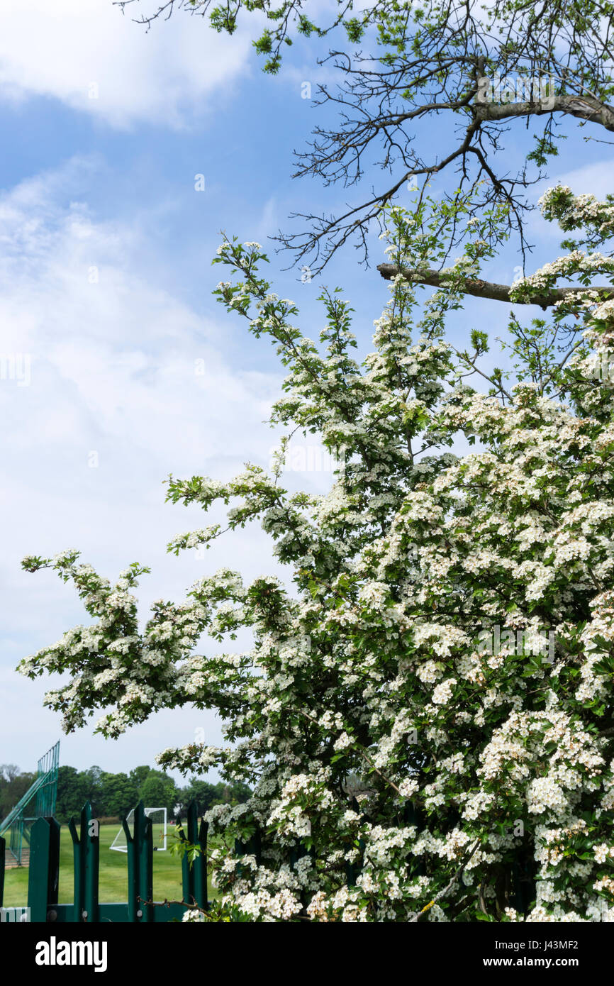 Crataegus monogyna may common hi res stock photography and images Alamy Crataegus monogyna may common hi res stock photography and images Alamy