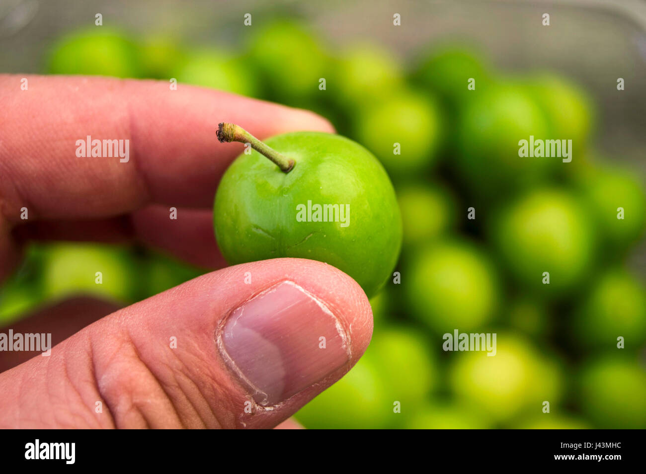 A handful of sour plums, Salt and plum food is very tasty. There are a