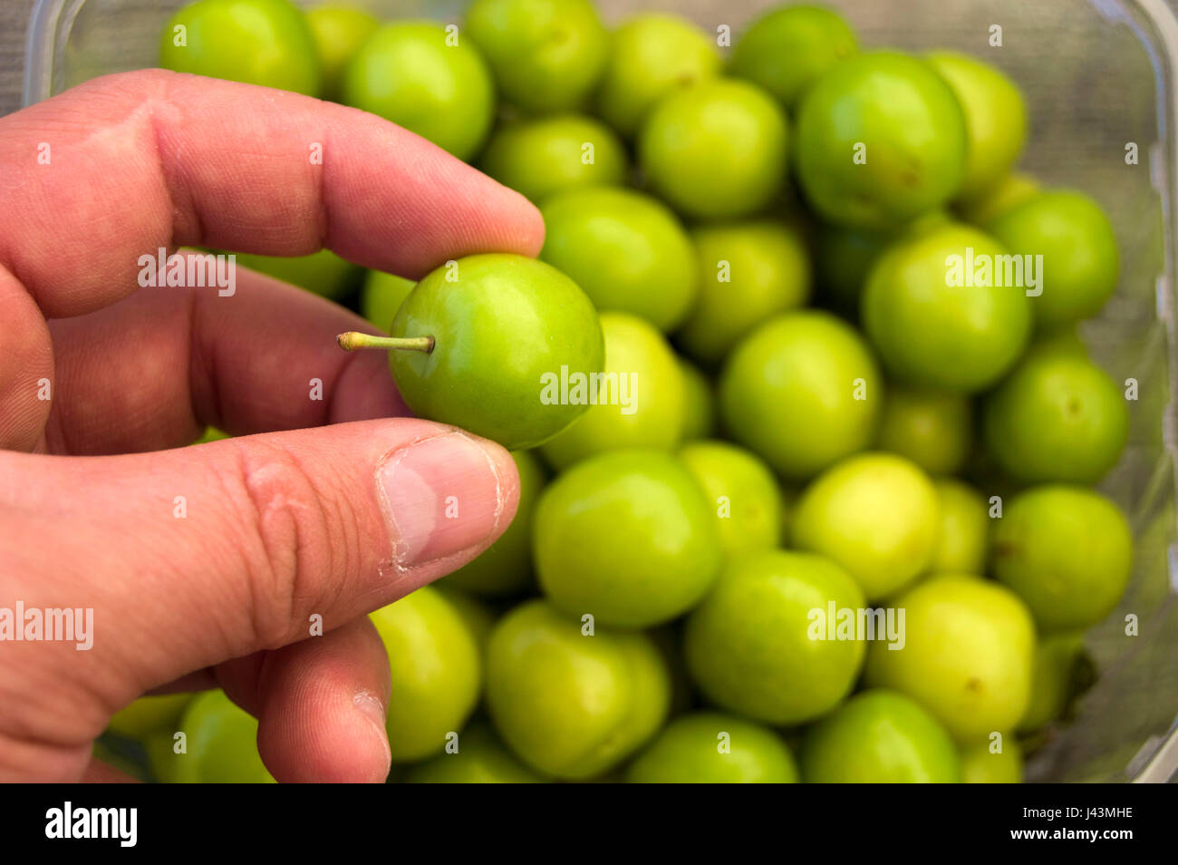 Sour plums hires stock photography and images Alamy