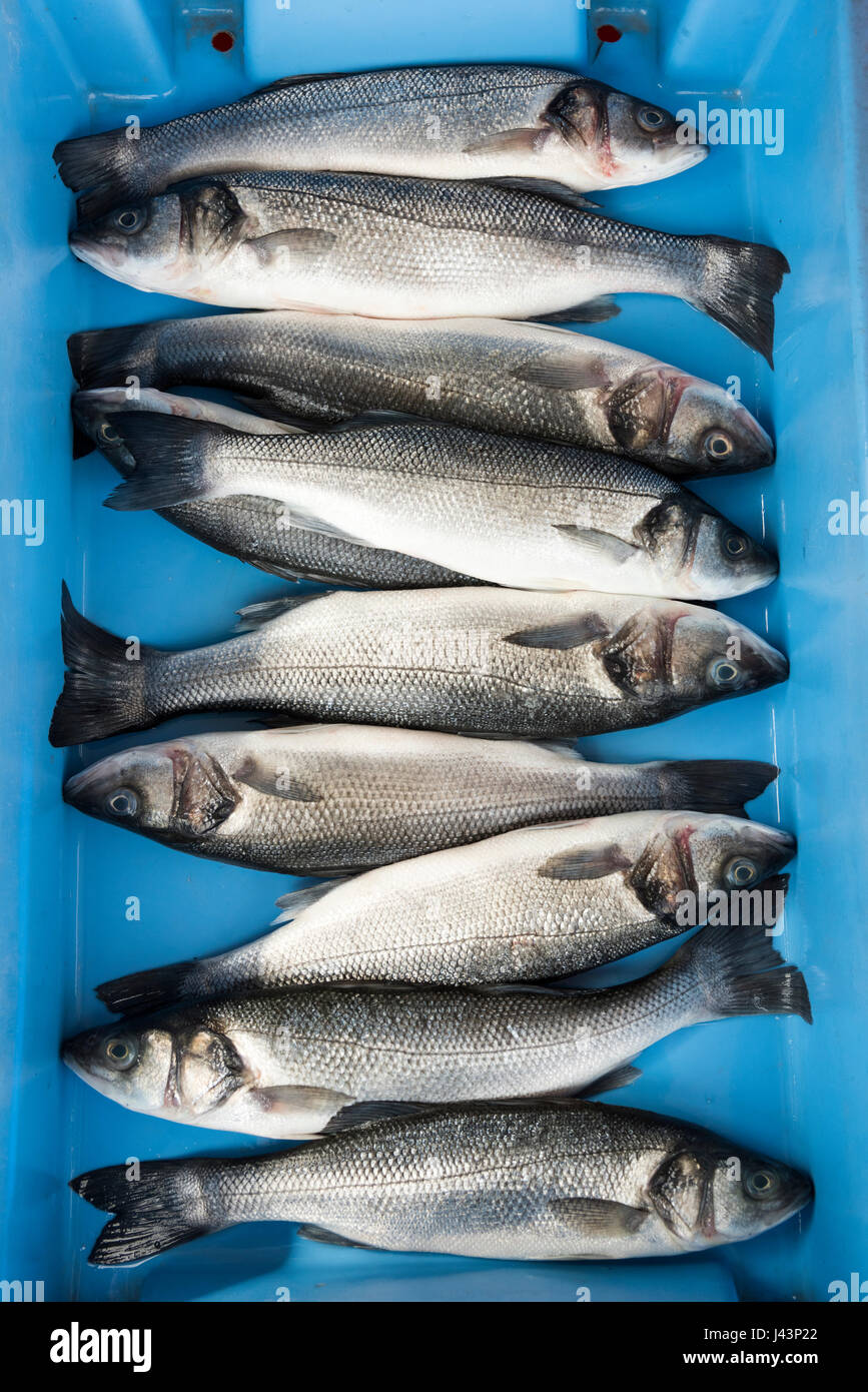 Wild sea bass for sale as fresh fish in a plastic tray at a fishmongers