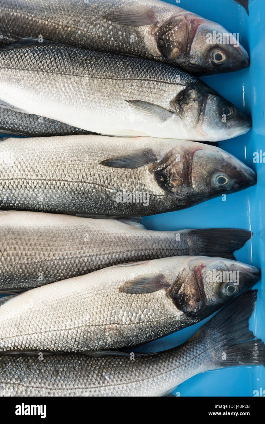Wild sea bass for sale as fresh fish in a plastic tray at a fishmongers
