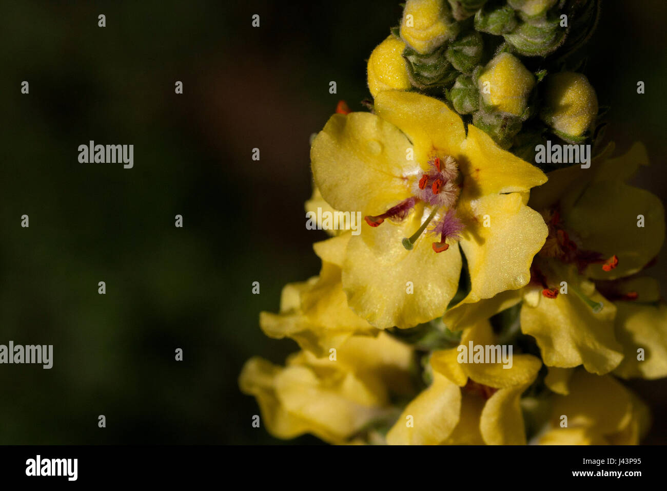 Wild Yellow Verbascum In Bloom Stock Photo
