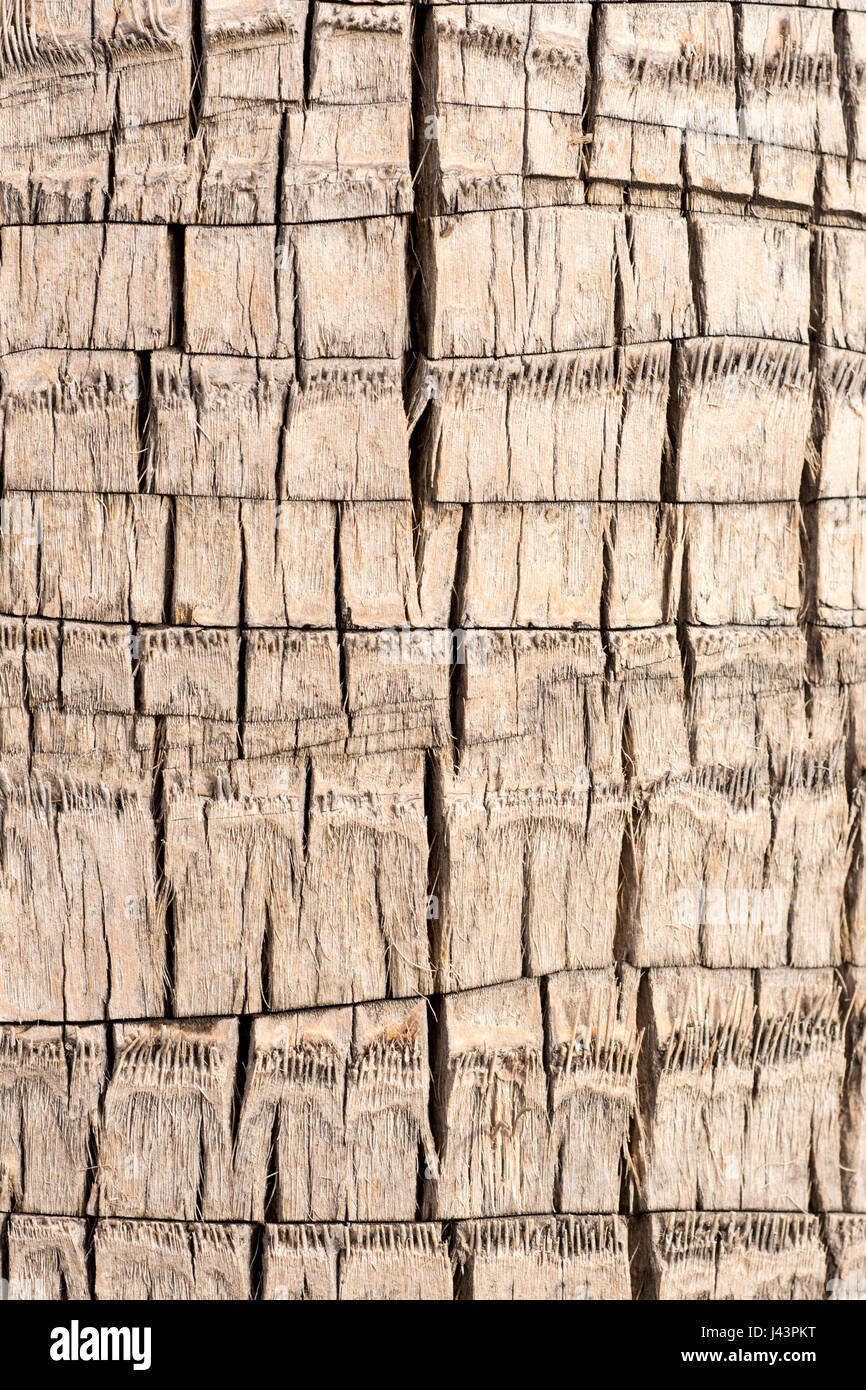 Palm Tree Wood Texture Close Up Background Stock Photo Alamy