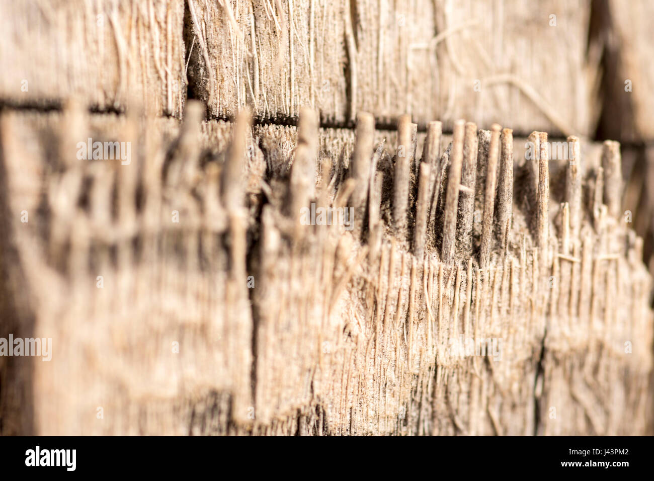 Palm Tree Wood Texture Close Up Background Stock Photo Alamy