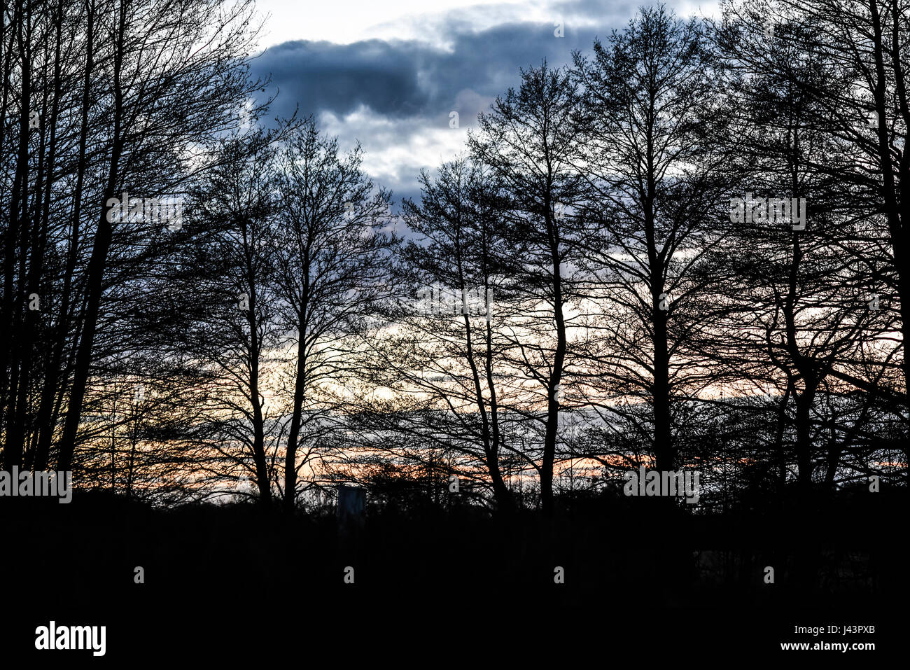 Landscape of trees by the sunset Stock Photo - Alamy
