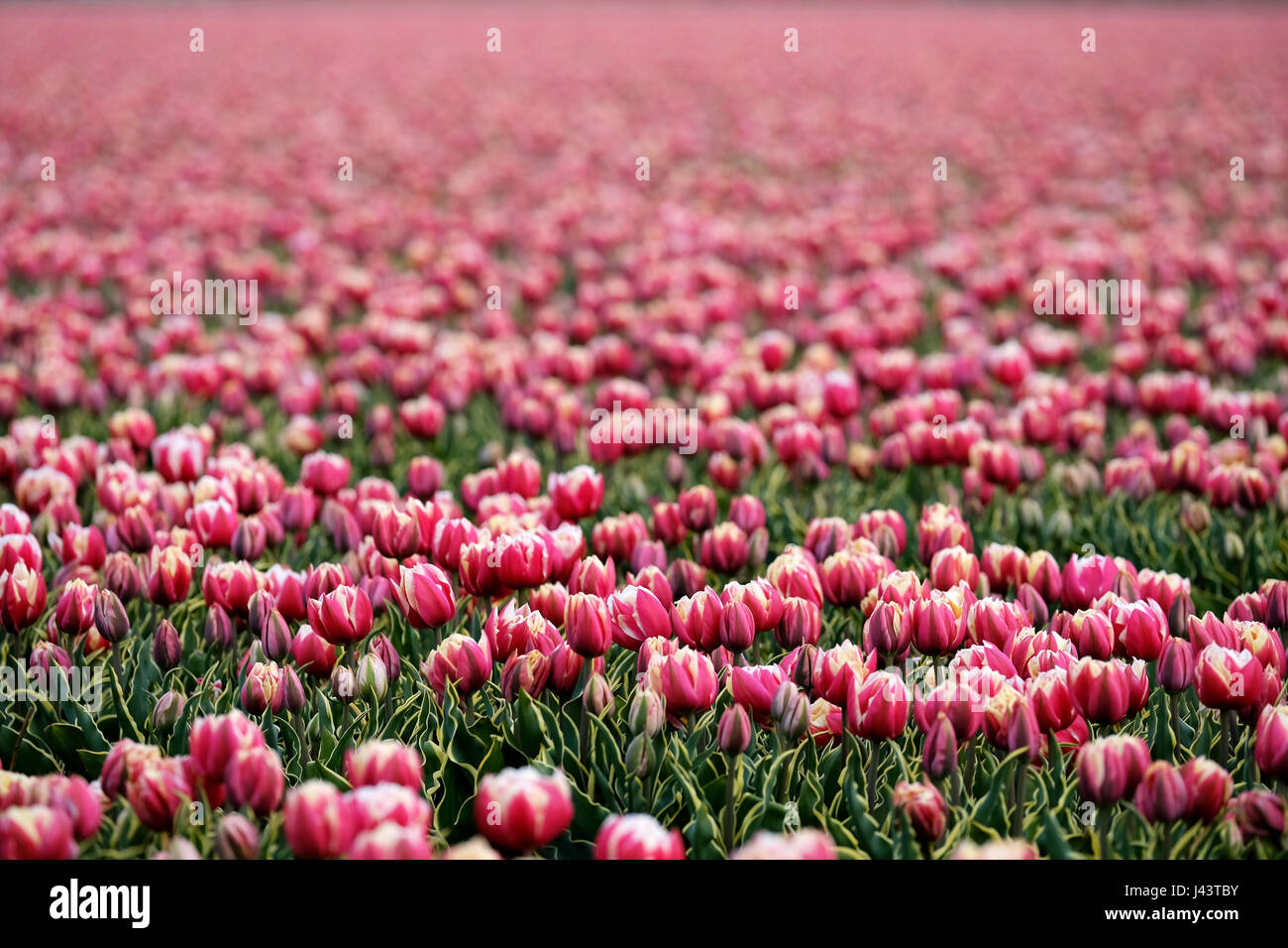 Lisse, Netherlands. 20th Apr, 2017. Tulips (Tulipa) blossom on a field near Lisse, Netherlands, 20 April 2017. The region is known for its tulip fields. - NO WIRE SERVICE - Photo: Kevin Kurek/dpa/Alamy Live News Stock Photo