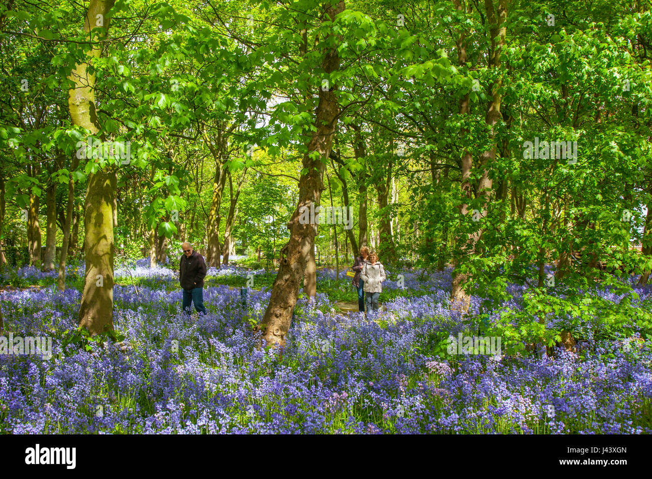 Woman exploring British flowering bluebell woodland in Warton Hall Gardens, Fylde, UK. May, 2017. Sunny spring day, if a little cold, as visitors explore among the fantastic array of spring bluebells. Bluebell woods where this favourite flower is incorporated into formal planting. Warton Hall is a Georgian Manor House set in 4 acres of garden with a beautiful bluebell woodland walk. Once owned by Augustus Wyckham Clifton of the Clifton family of Lytham, Lancashire. Stock Photo