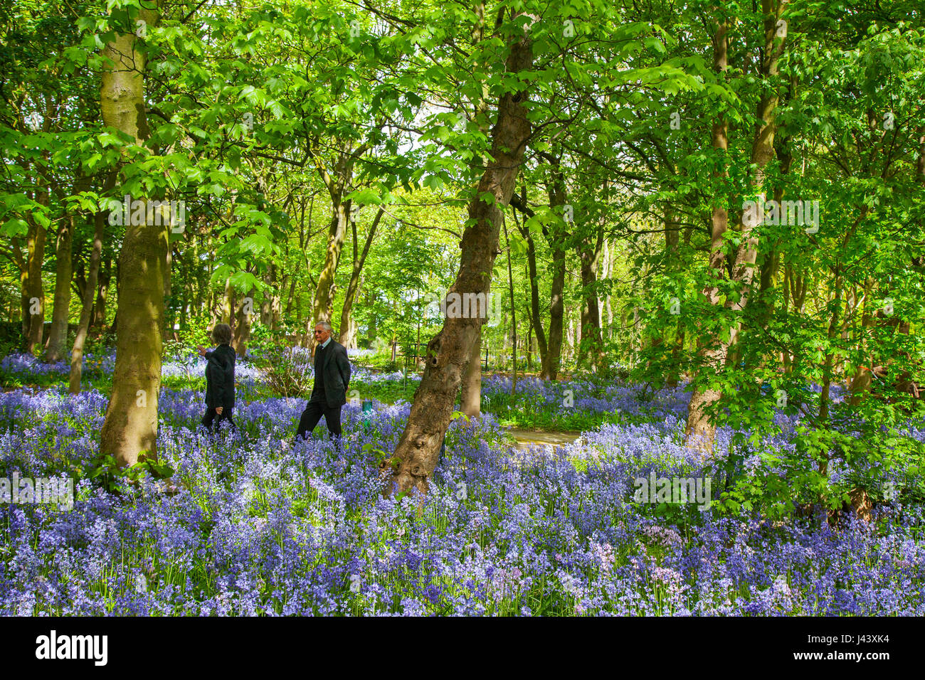 Woman exploring British flowering bluebell woodland in Warton Hall Gardens, Fylde, UK. May, 2017. Sunny spring day as visitors explore among the fantastic array of spring bluebells. Bluebell woods where this favourite flower is incorporated into formal planting. Warton Hall is a Georgian Manor House set in 4 acres of garden with a beautiful bluebell woodland walk. Once owned by Augustus Wyckham Clifton of the Clifton family of Lytham, Lancashire. Stock Photo