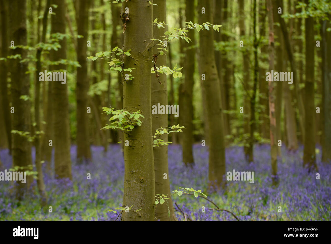 Chorleywood, UK. 9th May, 2017. UK Weather. Bluebells in flower in