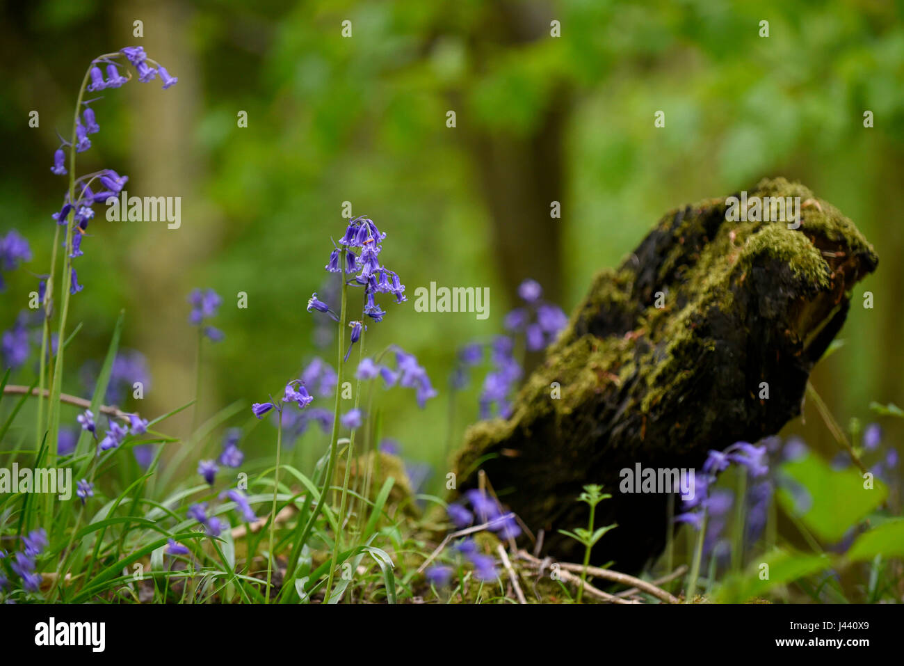 Chorleywood, UK. 9th May, 2017. UK Weather. Bluebells in flower in