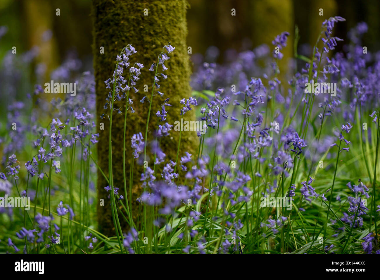 Chorleywood, UK. 9th May, 2017. UK Weather. Bluebells in flower in