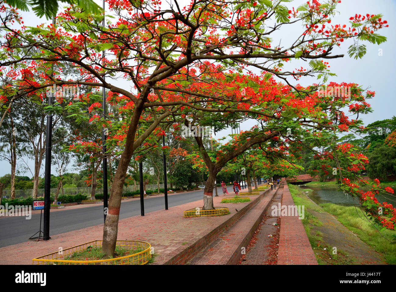 Dhaka, Bangladesh. 9th May, 2017. Krishnachura flower, known as royal