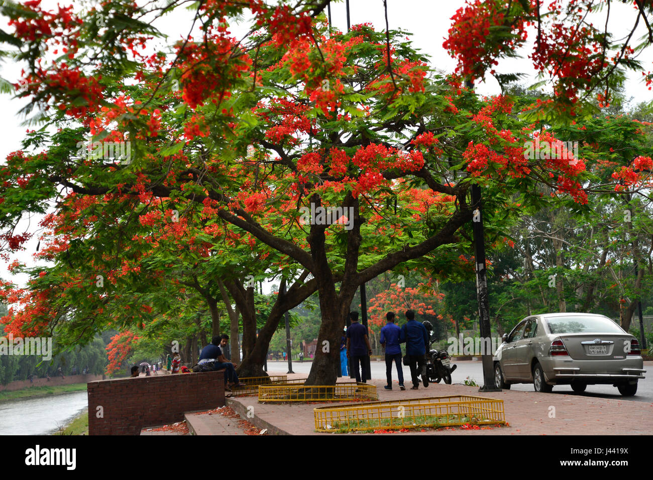 Dhaka, Bangladesh. 9th May, 2017. Krishnachura flower, known as royal