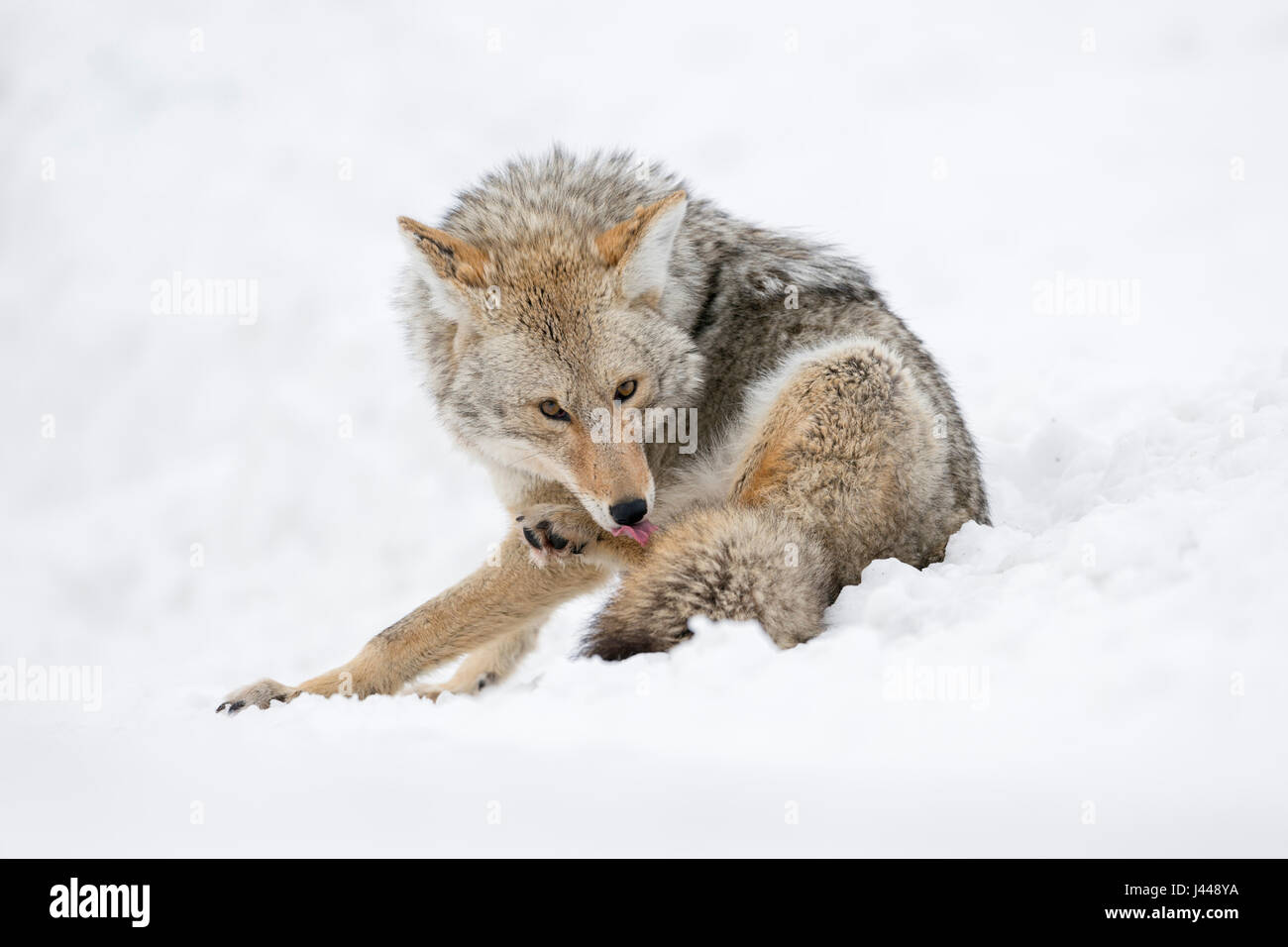Coyote ( Canis latrans ) in winter, sitting in snow, licking its fur and its paws with the tongue, watching, looks funny, Yellowstone NP, Wyoming, USA Stock Photo
