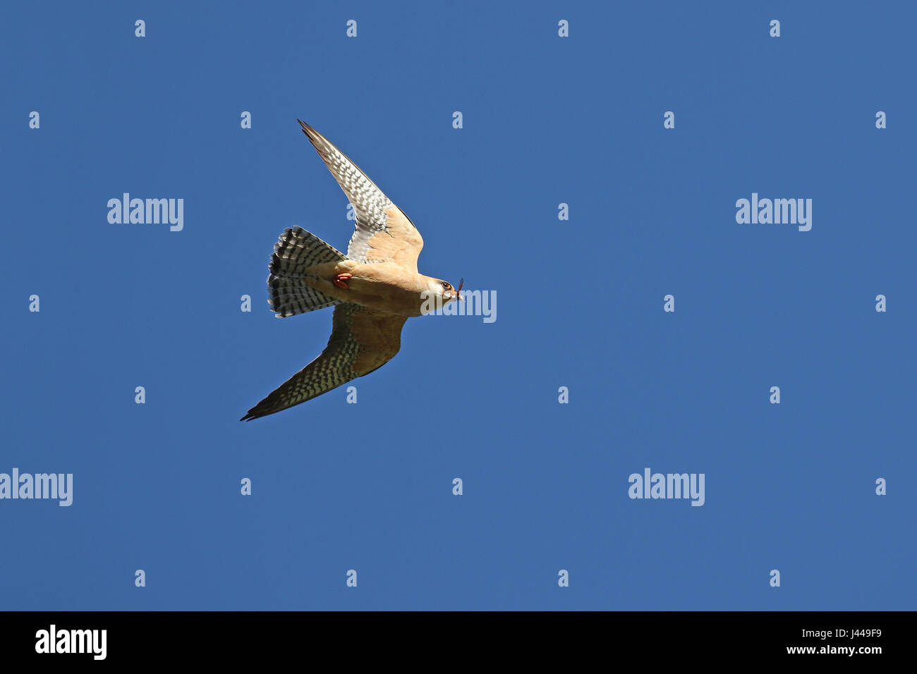 Female red-footed falcon, Falco Vespertinus, in flight with its prey caught in its beak Stock Photo