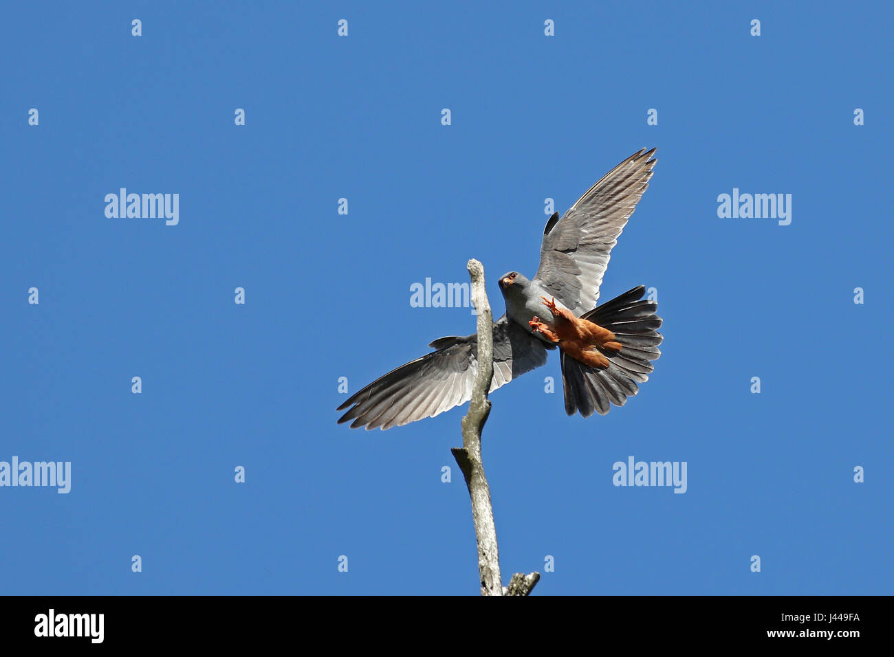 Male red-footed falcon, Falco Vespertinus, about to land on a tree branch with open wings and large insect in its claws Stock Photo