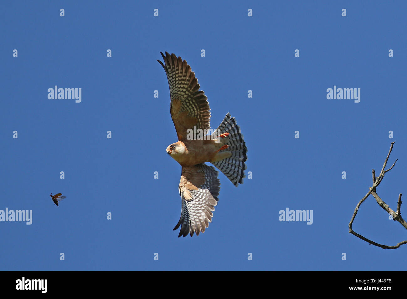 Female red-footed falcon, Falco Vespertinus, taking off from a tree branch to capture a large beetle in flight against blue skies Stock Photo