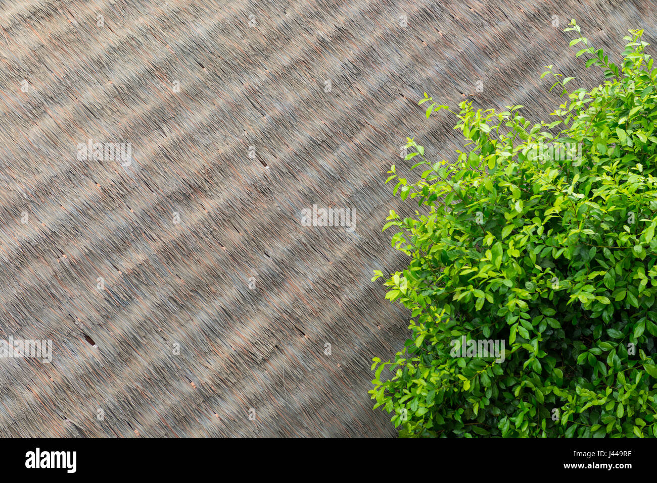 green leaves on artificial thatch roof Stock Photo - Alamy