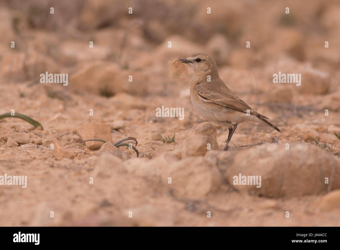 Female Northern Wheatear (Oenanthe oenanthe) an Old World flycatcher, Photographed in Israel in March Stock Photo