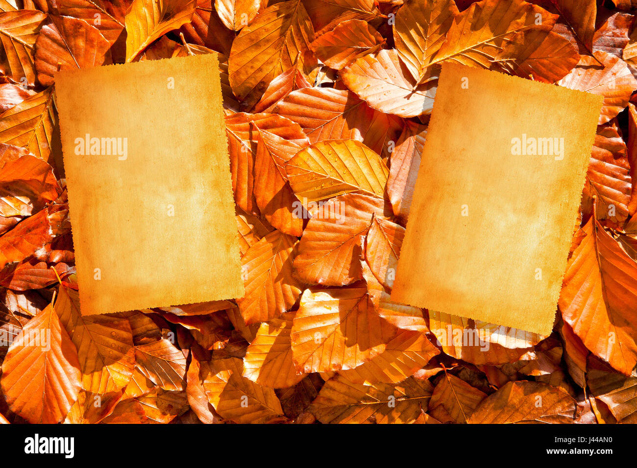 Pictures on dry  leaves background Stock Photo