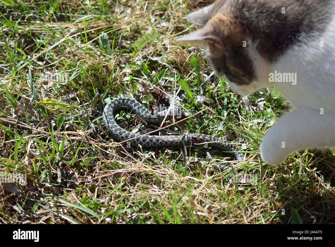 Cat hunting and killing adder snake. Stock Photo