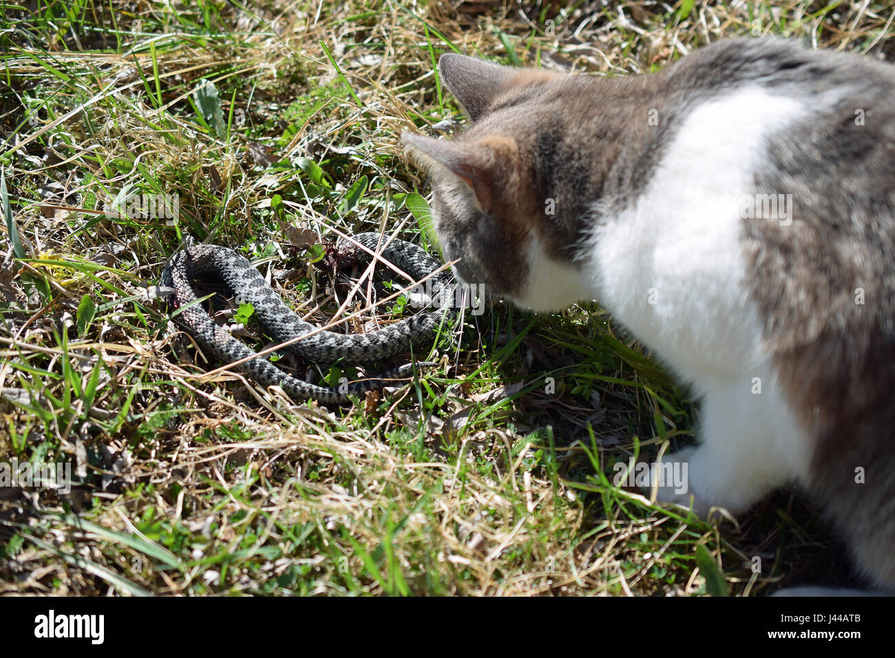 Cat hunting and killing adder snake (vipera berus) Stock Photo