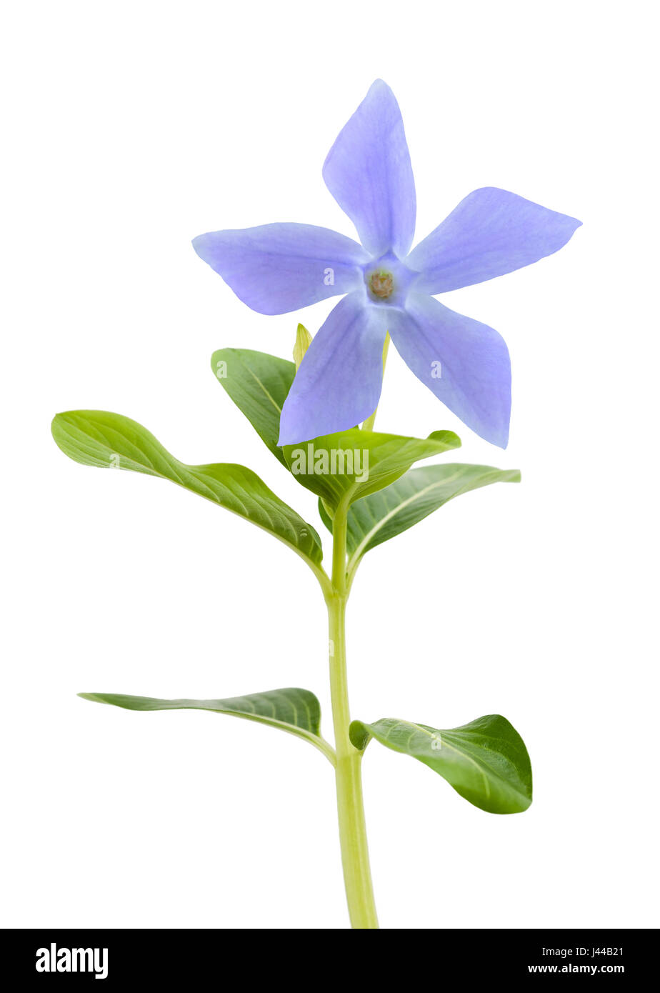 Blue periwinkle flower isolated on white Stock Photo