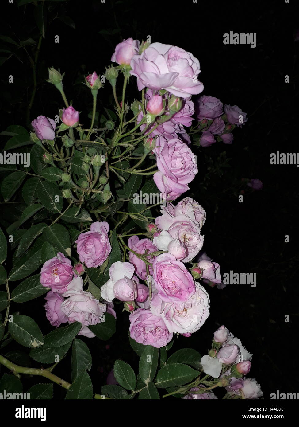 Pretty Flowers Stock Photo