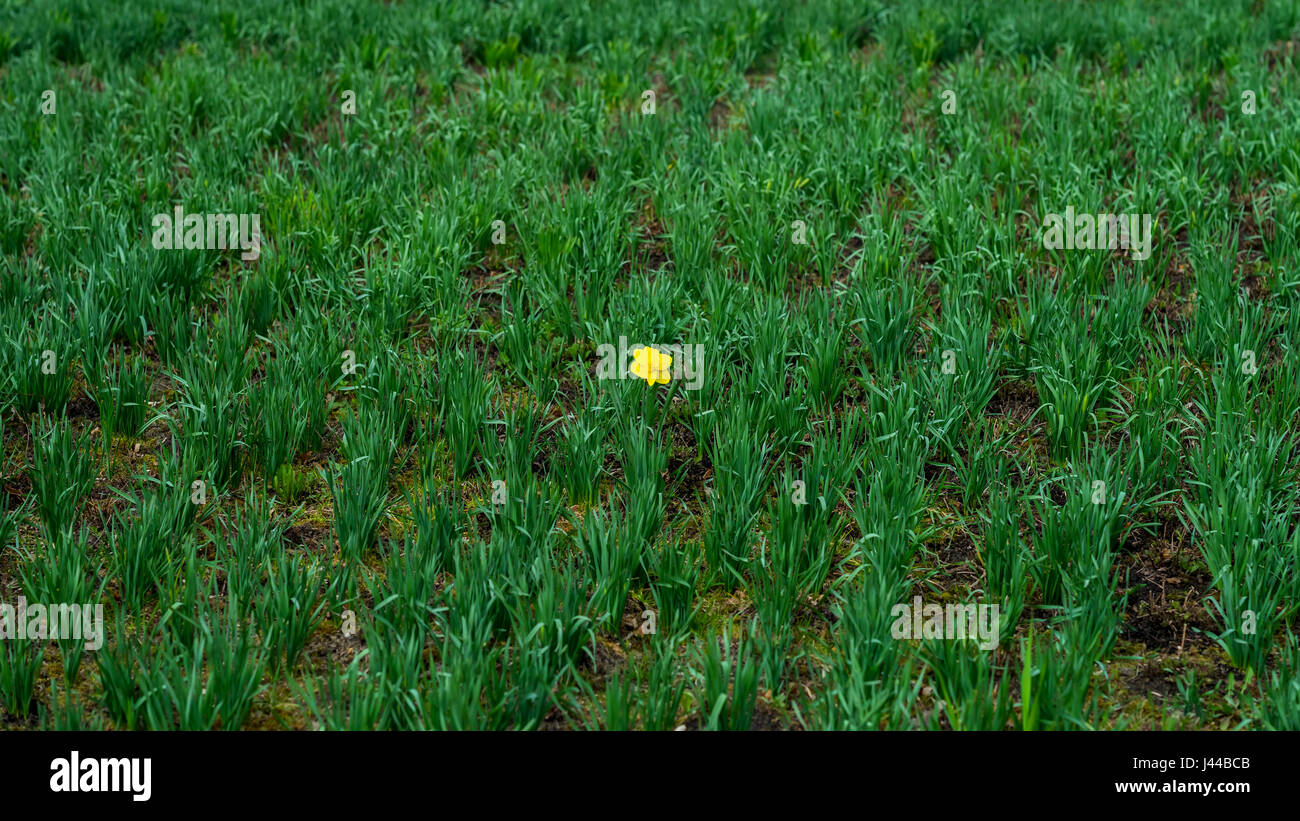 First Bright single daffodil, Narcissus flower among lots of green grass. oncept of dissimilarity and bright personality. Modern wallpaper or banner design Stock Photo