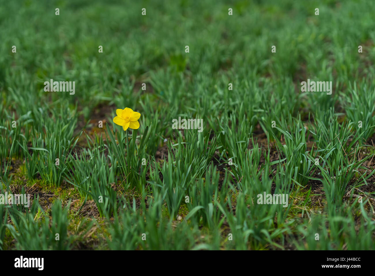 First Bright single daffodil, Narcissus flower among lots of green leaves. oncept of dissimilarity, bright personality. Modern wallpaper, copy space, selective focus Stock Photo