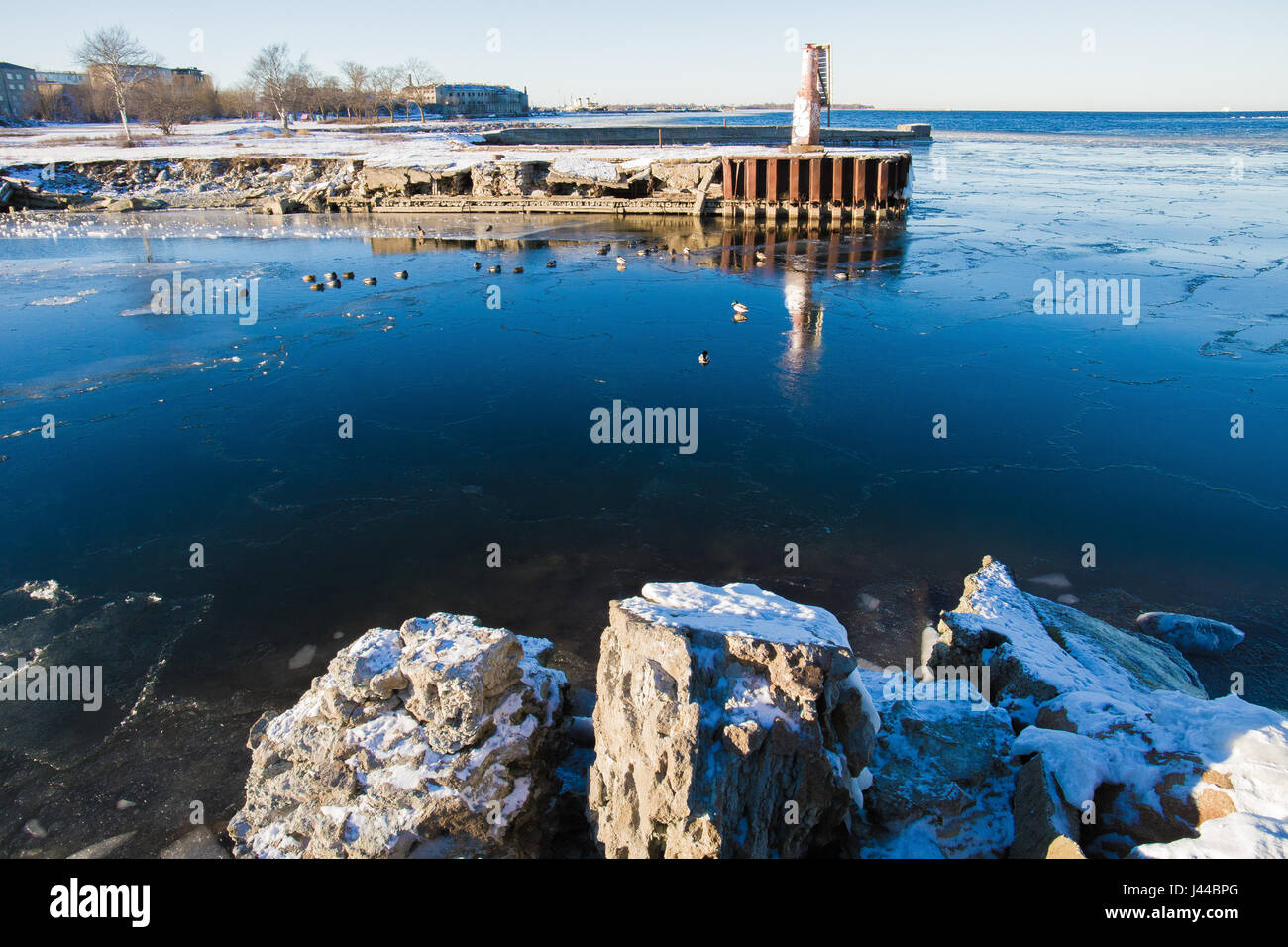 Viking ducks in winter wimming in cold sea near small jetty Stock Photo
